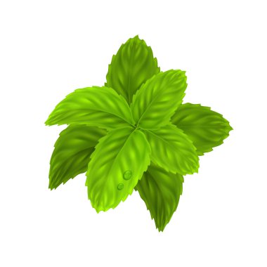 Nane yaprağı, doğa esaslı yağ. 