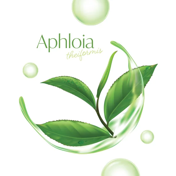 Afloia Theiformis マダガスカル茶水分エッセンスナチュラルスキンケア化粧品 — ストックベクタ