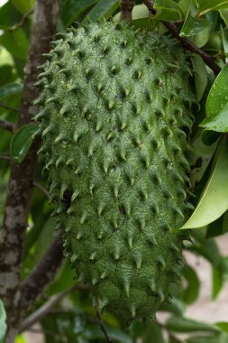 Graviola, fruta do cerrado. Graviola, tipik cerrado meyvesi.