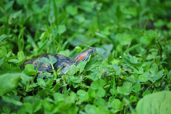 Primer Plano Tortuga Orejas Rojas Arrastrándose Trébol Verde Brillante Parque —  Fotos de Stock