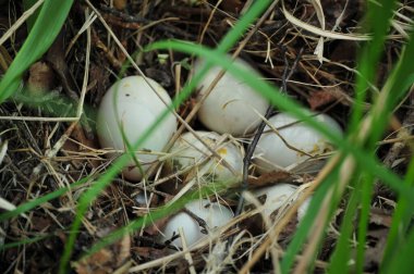 Yerde martı yumurtalarıyla dolu bir yuva. Kahverengi tonlarda, yeşil otların arasında saklı..