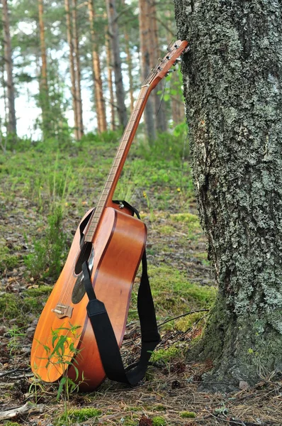 Zbliżenie Brązowej Gitary Stojącej Ziemi Lesie Pobliżu Drzewa Tłem Sosen — Zdjęcie stockowe