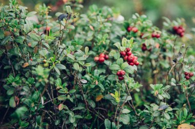 Fin ormanında yabanmersini bulundu.