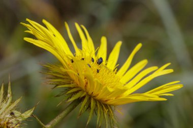 Minik böcekli bir karahindiba.