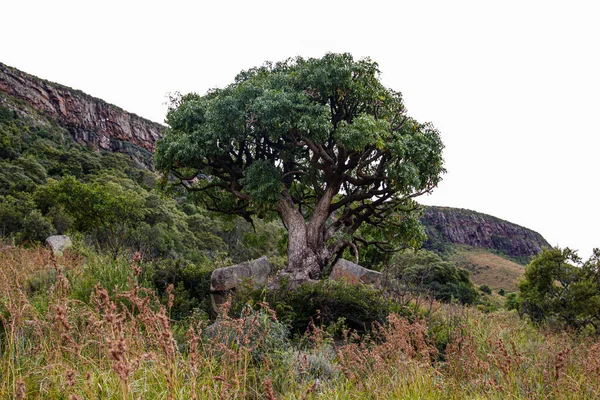 Árbol Kiepersol Creciendo Entre Rocas — Foto de Stock