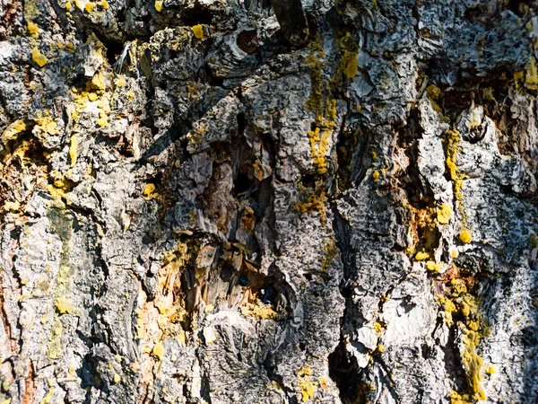 Casca Árvore Com Resina Cedro — Fotografia de Stock