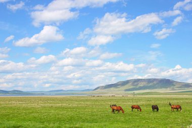 Atlar yeşil çimlerin üzerinde yürür