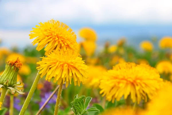 Spring Yellow Wildflowers Close Very Beautiful — стоковое фото