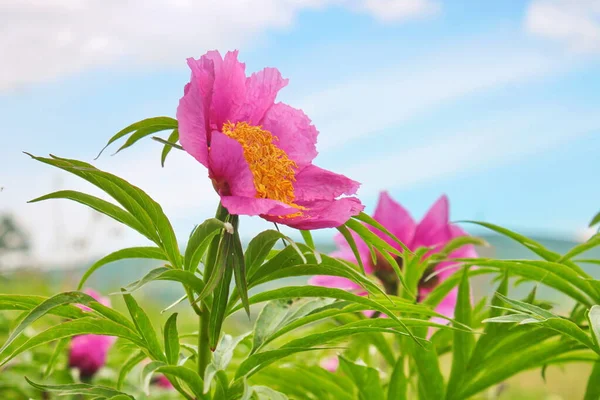 Pembe kır çiçekleri, çok güzel, Hakassia.