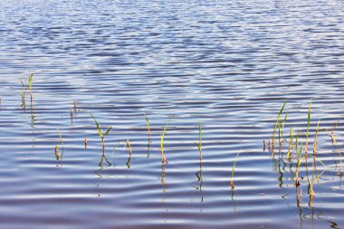 Sığ bir gölde büyüyen söğüt otları.