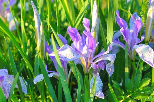 Fiori viola-azzurri di iris selvatico, ricoperti da gocce di pioggia estiva, su uno sfondo verde di erbe da prato — Foto Stock