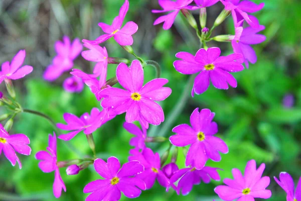 Fiori viola su uno sfondo viola fantasia. Bellezza texture viola e composizione floreale impressionante. Primo piano della cipolla persiana. Miglior quadro floreale per copertine, banner, manifesti e altri progetti . — Foto Stock