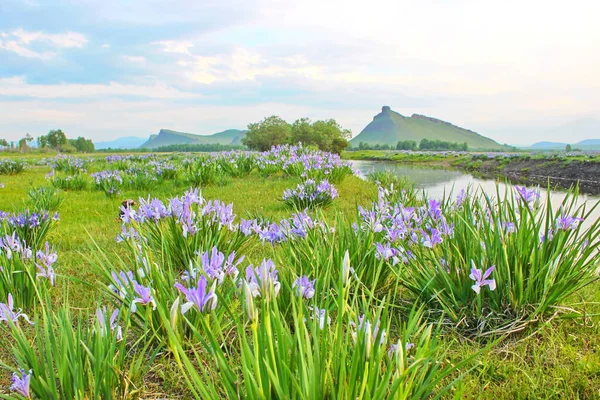 Fleurs bleu-violet de l'iris sauvage, recouvertes de gouttes de pluie d'été, sur un fond vert d'herbes de prairie — Photo