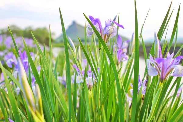 Fiori viola-azzurri di iris selvatico, ricoperti da gocce di pioggia estiva, su uno sfondo verde di erbe da prato — Foto Stock