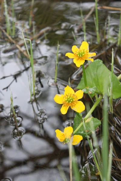 Prato fiore giallo su sfondo bianco — Foto Stock