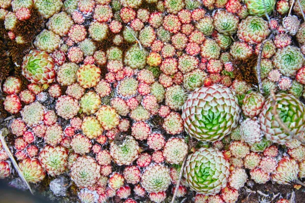 Genç orpin filizleri. Sedum telephium, sonsuza kadar yaşa, Livelong, Stonecrop. Su damlalarıyla. Güzel yeşil bitkiler yağmurdan sonra ıslanır. Doğa geçmişi. Üst Manzara. Seçici odak