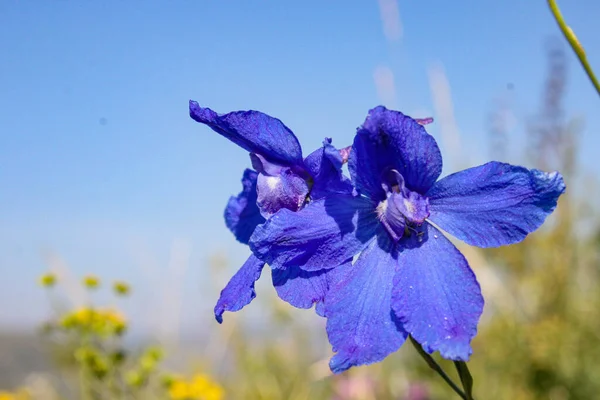 Bellissimi Fiori Campo Blu Primavera — Foto Stock