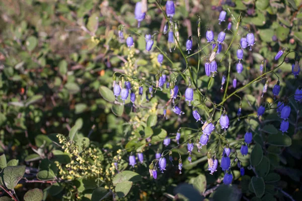 Belles Fleurs Sauvages Bleues Printemps — Photo