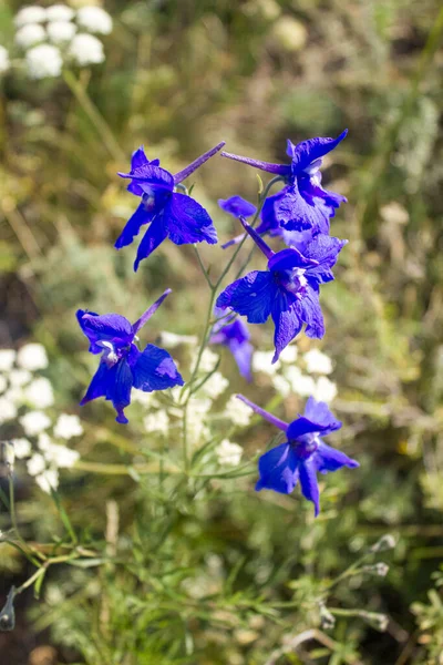 Bellissimi Fiori Campo Blu Primavera — Foto Stock