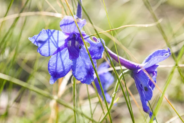 Bellissimi Fiori Campo Blu Primavera — Foto Stock