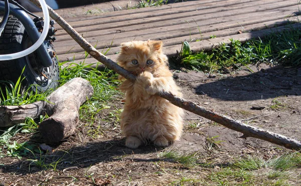 Tri Färgad Persisk Katt Gräs Fält Morgonen Persisk Katt Ursprung — Stockfoto