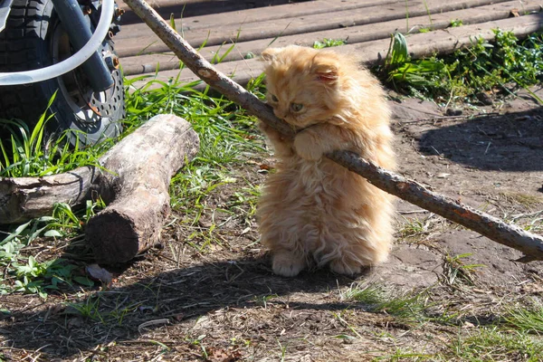 朝に草の上を歩く三色のペルシャ猫 ペルシャ猫はイランの起源 — ストック写真