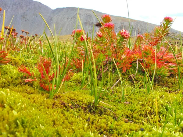 Fiori Montagne Mongole Altai — Foto Stock