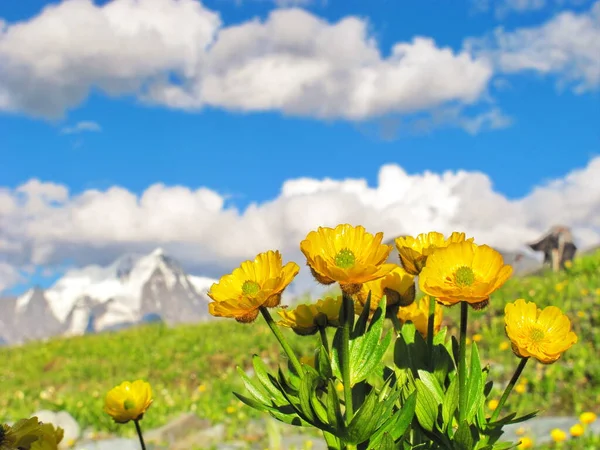 Żółte Kwiaty Górskie Katun Ridge Altai Mountain — Zdjęcie stockowe