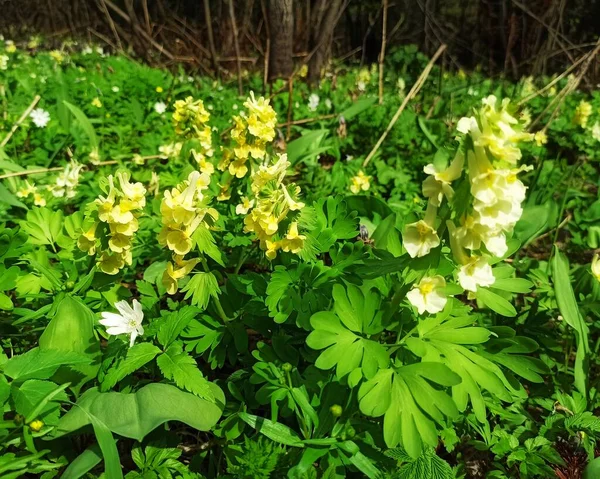 Bellissimi Fiori Bianchi Anemoni Primavera Una Foresta Primo Piano Alla — Foto Stock