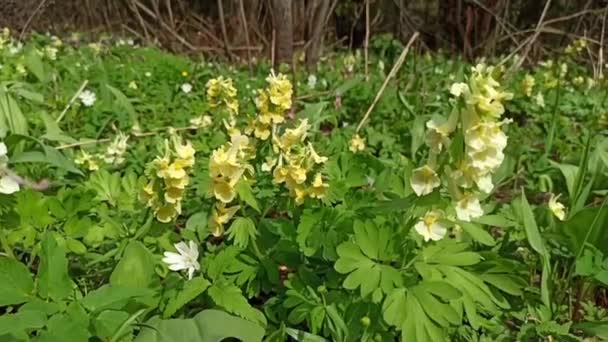 Lindas flores brancas de anêmonas na primavera em uma floresta close-up na luz solar na natureza. Paisagem de floresta de primavera com prímulas floridas . — Vídeo de Stock