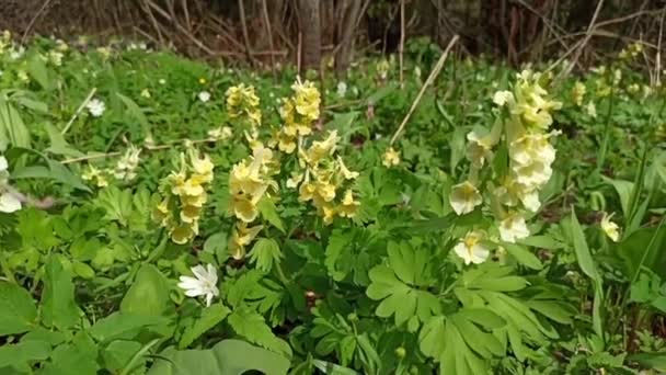 Beautiful white flowers of anemones in spring in a forest close-up in sunlight in nature. Spring forest landscape with flowering primroses. — Stock Video