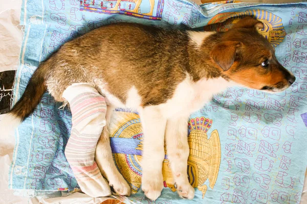 Kırık pençeli ve alçılı bir köpek yavrusu.
