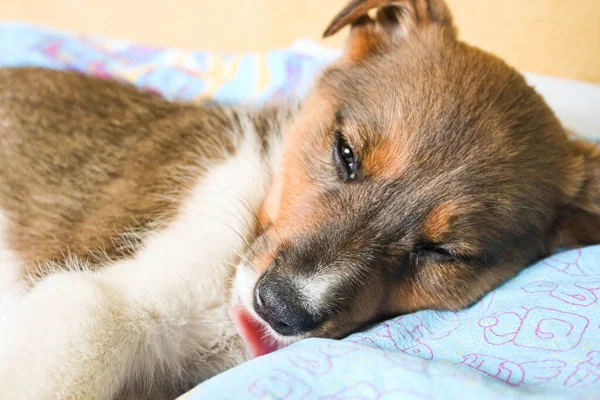 Küçük köpek yavrusu yerde yatıyor.