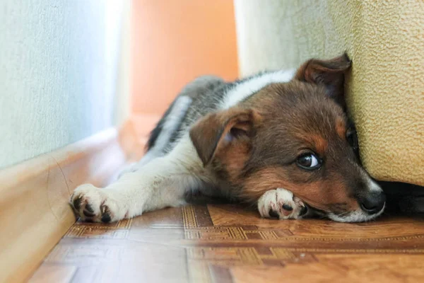 Küçük köpek yavrusu yerde yatıyor.