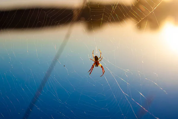 Telaraña con araña en medio de fondo natural borroso, iluminado por el sol — Foto de Stock