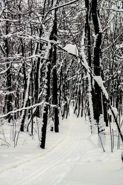 Лес зимой — стоковое фото