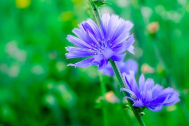 Park ve alanında yaz çiçek  