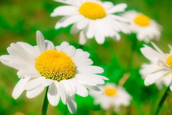 Chamomile,  daisies summer garden, Park — Stock Photo, Image