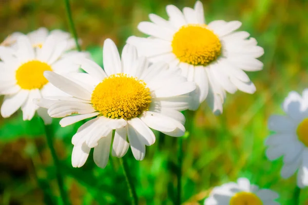 Chamomile,  daisies summer garden, Park — Stock Photo, Image