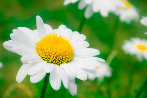 Chamomile,  daisies summer garden, Park — Stock Photo, Image