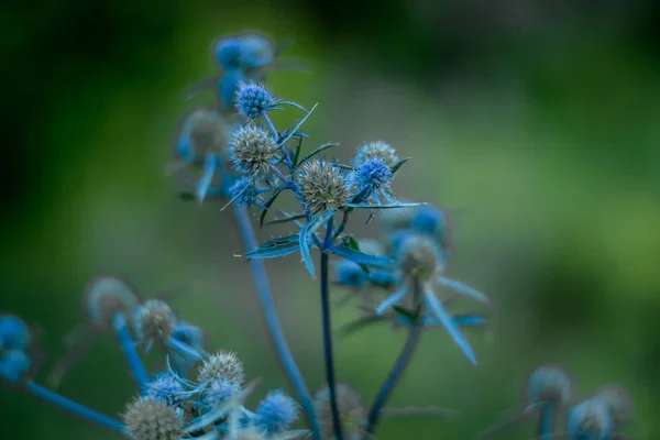 Sommerblumen in Park und Feld — Stockfoto