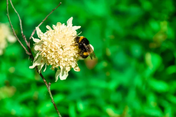 Fiori estivi nel Parco e nel campo — Foto Stock