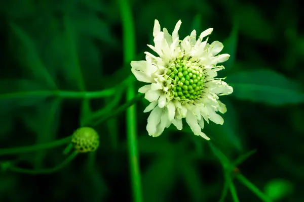 Summer flowers in the Park and field — Stock Photo, Image