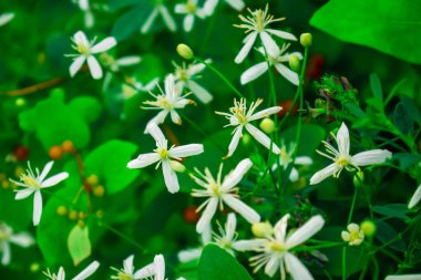 çalılar ve ağaçlar kapat