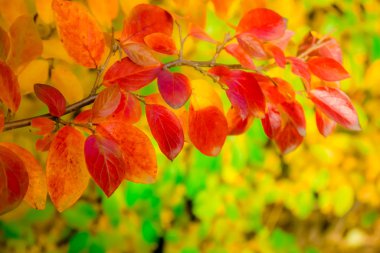 çalılar ve ağaçlar kapat