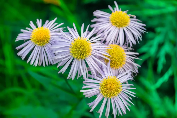 Chrysanthemum autumn day — Stock Photo, Image