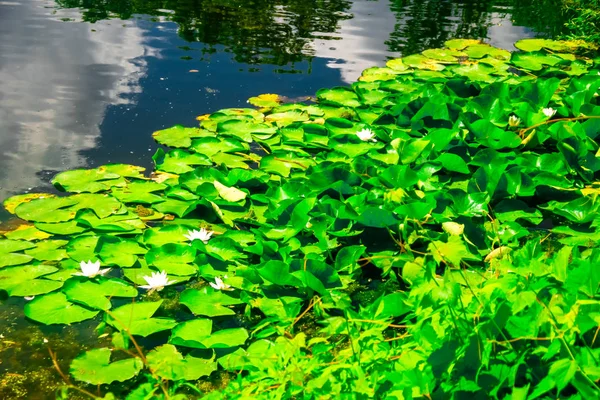 Bir su birikintisi veya nilüferler veya nilüferler büyüyen ile göl kıyısında — Stok fotoğraf