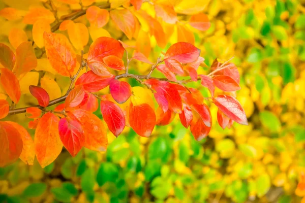 Struiken en bomen close-up — Stockfoto