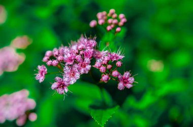 Yaz aylarında çayır bitkileri 