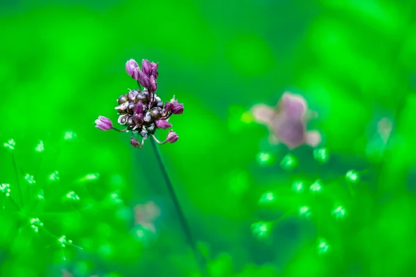 夏の草原植物 — ストック写真